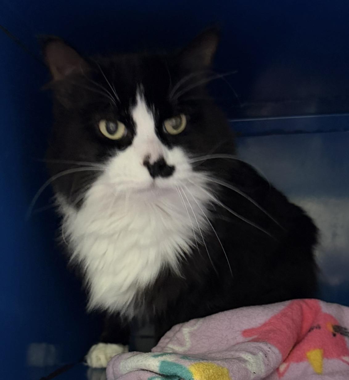 Enlarge Mrs. Dash, a Adoptable Domestic Medium Hair in Sault Sainte Marie, MI image 4/4