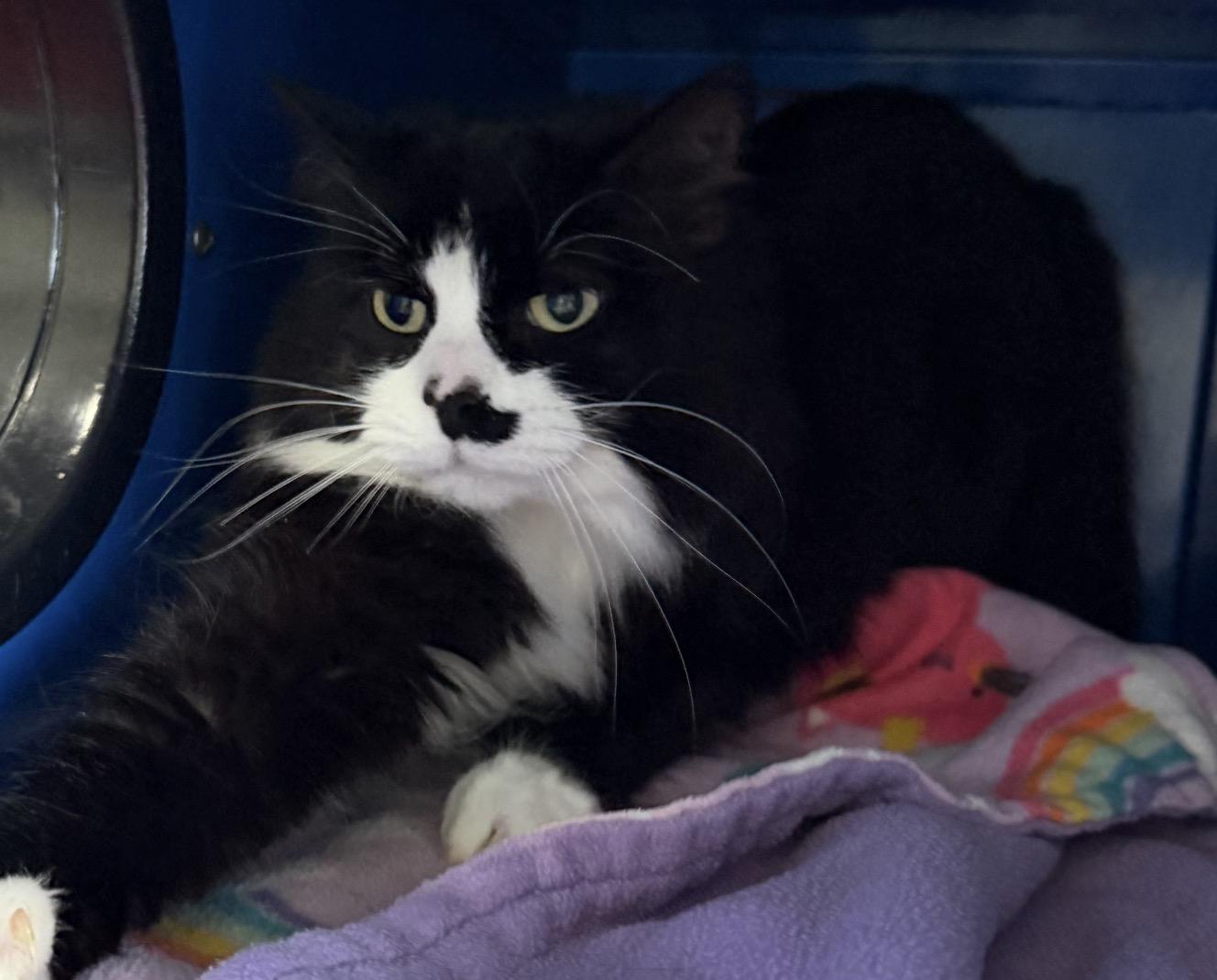 Enlarge Mrs. Dash, a Adoptable Domestic Medium Hair in Sault Sainte Marie, MI image 2/4