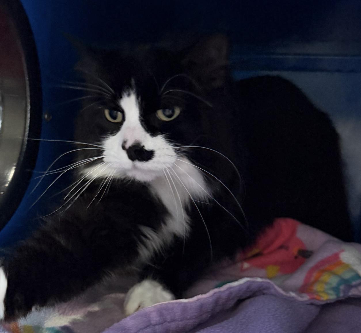 Enlarge Mrs. Dash, a Adoptable Domestic Medium Hair in Sault Sainte Marie, MI image 3/4