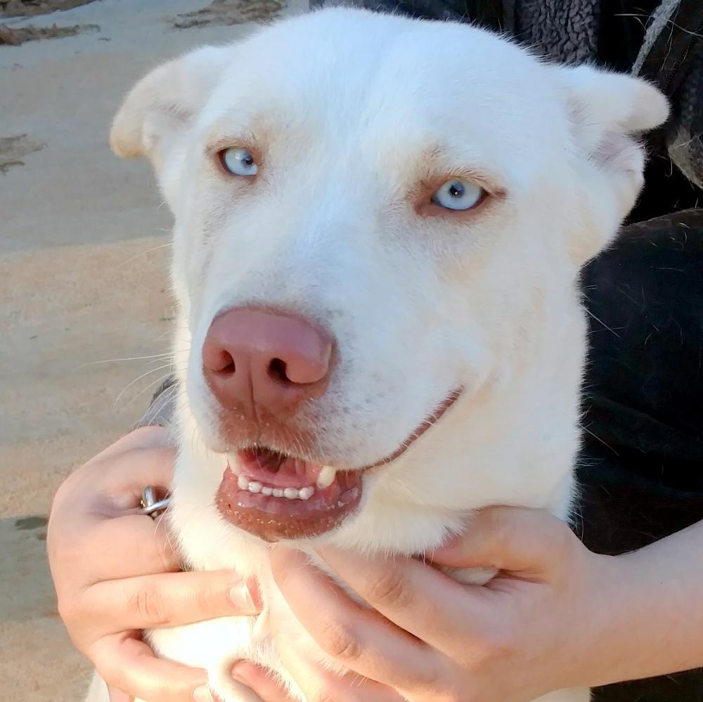 Enlarge Carris, a Adopted mixed breed in Snow Camp, NC image 1/1