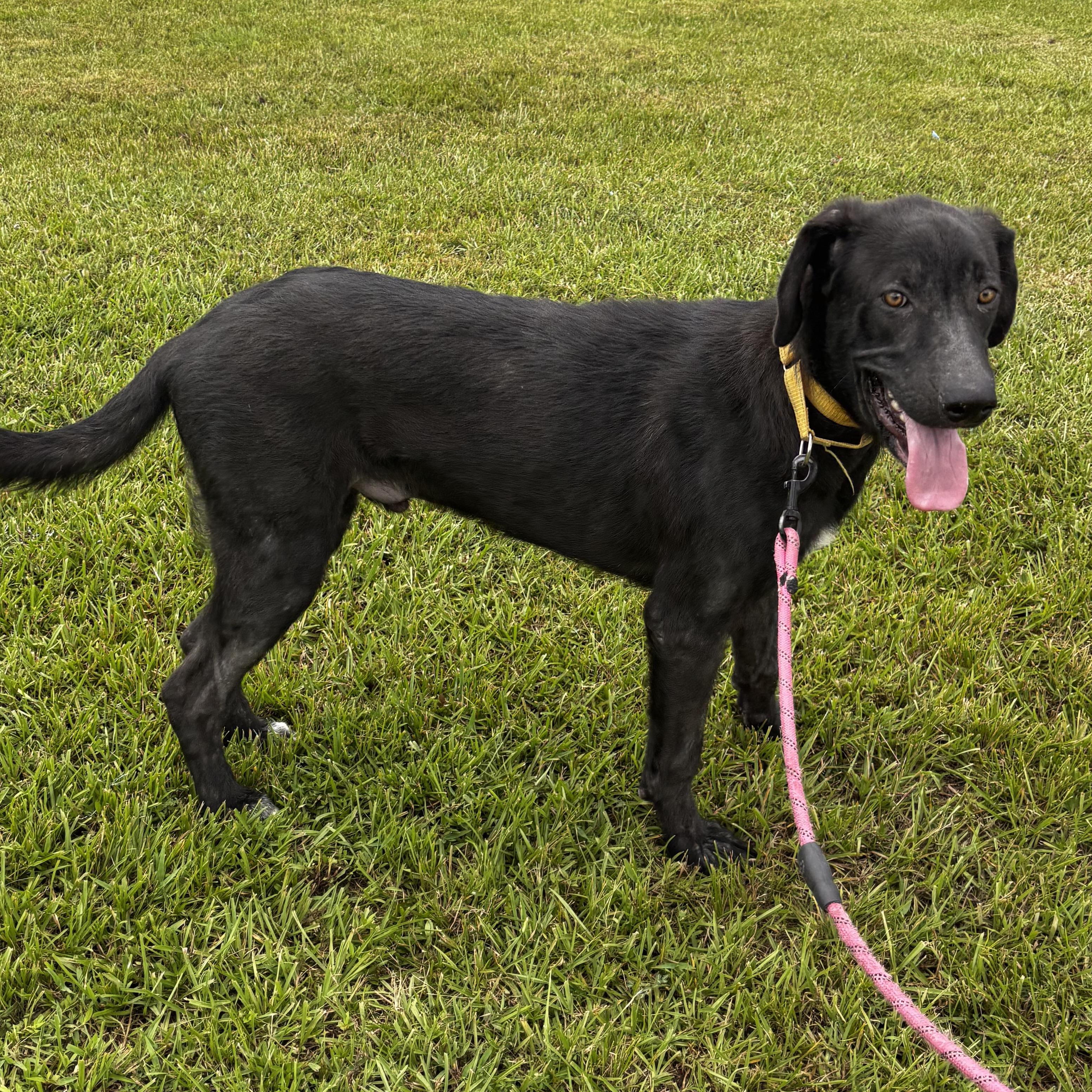 Sherlock, Adoptable, Puppy Male Irish Wolfhound & Labrador Retriever.