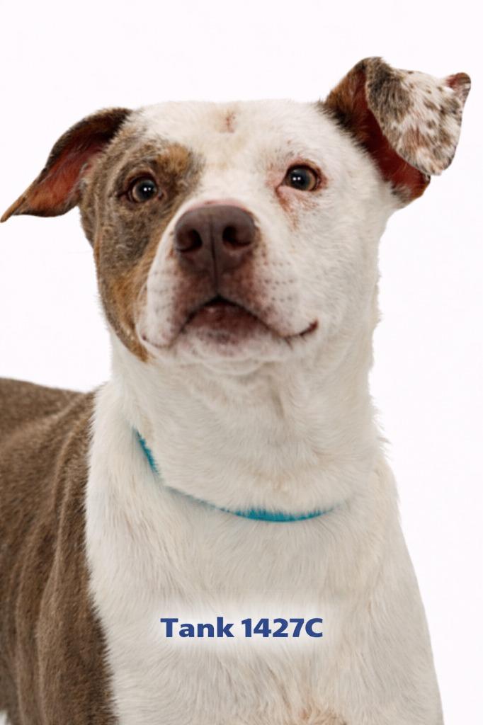 Tank "Tankered, Adoptable, Adult Male Mixed Breed.