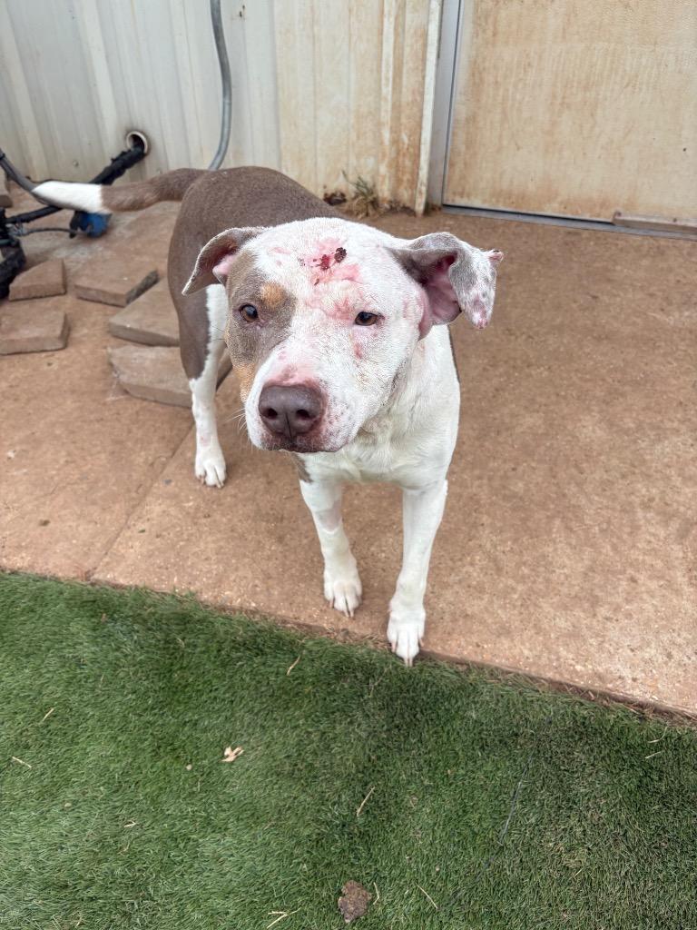 Tank "Tankered, Adoptable, Adult Male Mixed Breed.