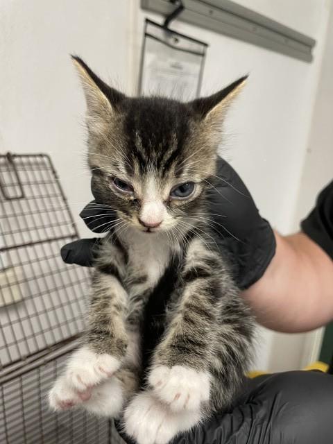 Enlarge APPLE JACK, a Adoptable Domestic Short Hair in San Bernardino, CA image 1/1