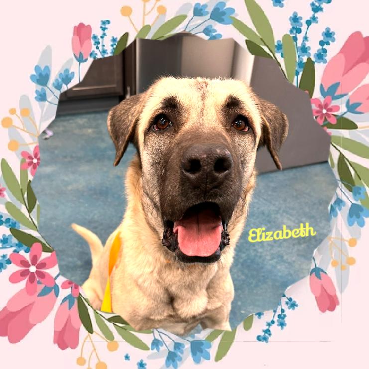 Elizabeth, a Adoptable Anatolian Shepherd in Monticello, IN image 1/2