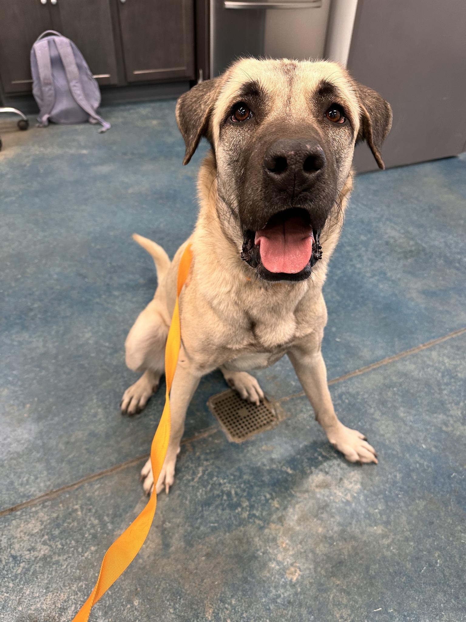 Elizabeth, a Adoptable Anatolian Shepherd in Monticello, IN image 2/2