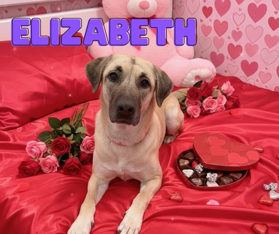 Elizabeth, a Adoptable Anatolian Shepherd in Monticello, IN image 1/3