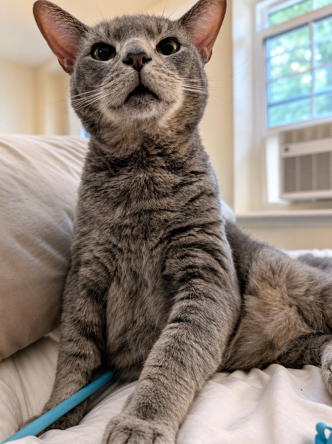 Brimley (FCID# 04/17/25-55) C,SN food, Adoptable, Adult Male Tabby.