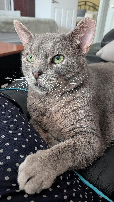 Brimley (FCID# 04/17/25-55) C,SN food, a Adoptable Tabby in Greenville, DE image 1/3