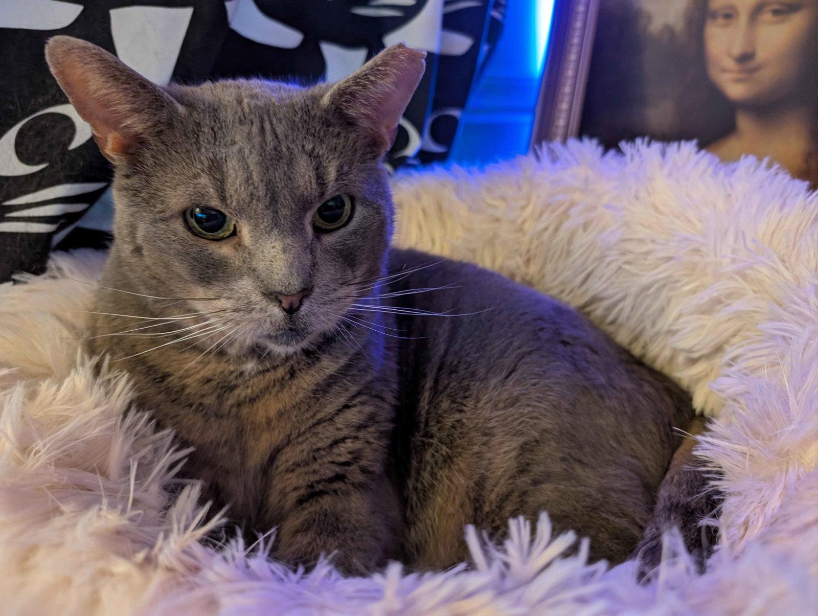 Brimley (FCID# 04/17/25-55) C,SN food, a Adoptable Tabby in Greenville, DE image 2/3