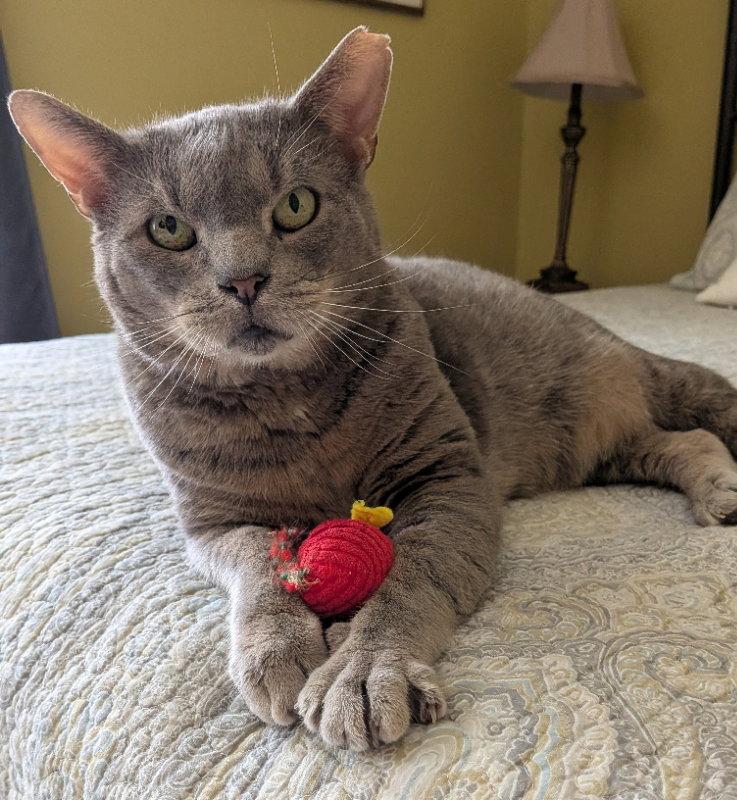 Brimley (FCID# 04/17/25-55) C,SN food, a Adoptable Tabby in Greenville, DE image 3/3