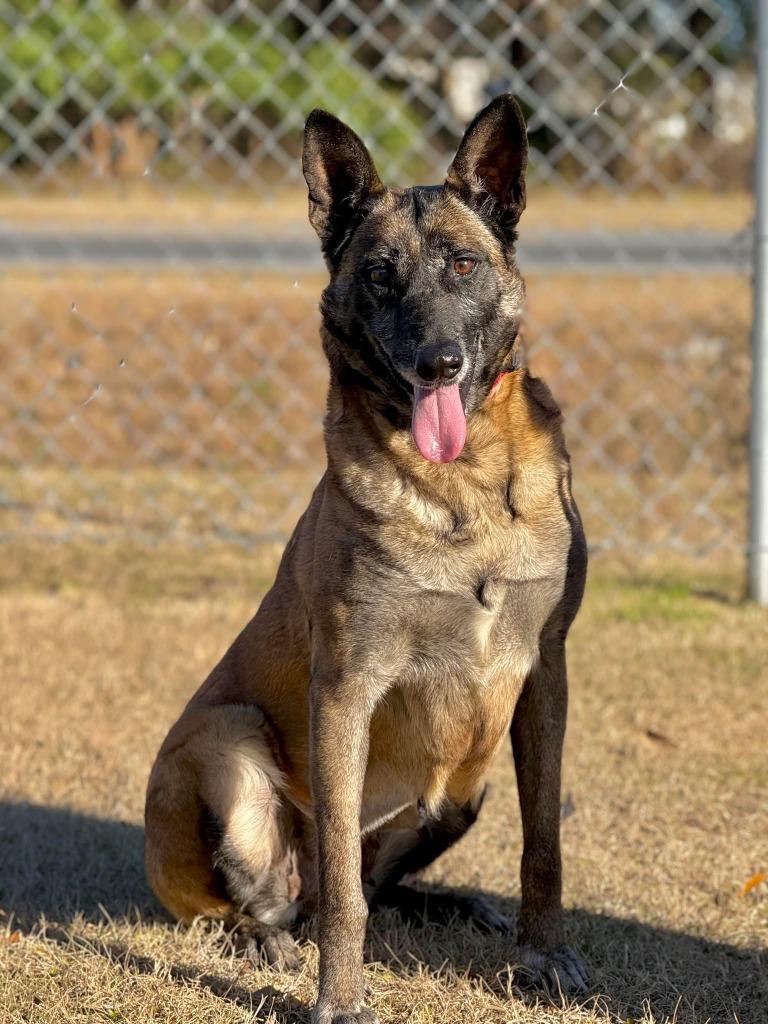 Maple, Adoptable, Senior Female Belgian Shepherd / Malinois.