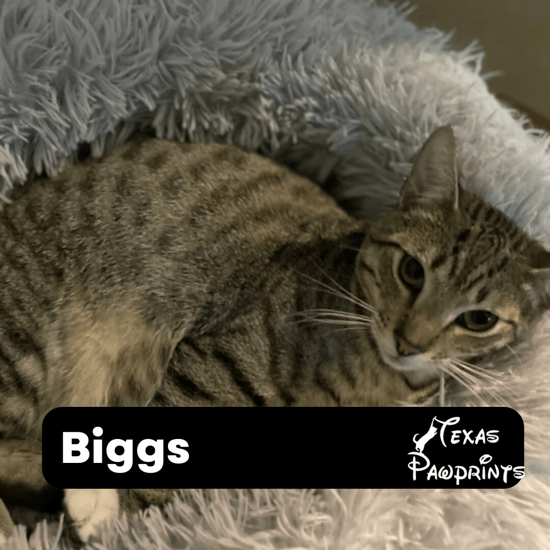 Biggs, Baby Male unknown