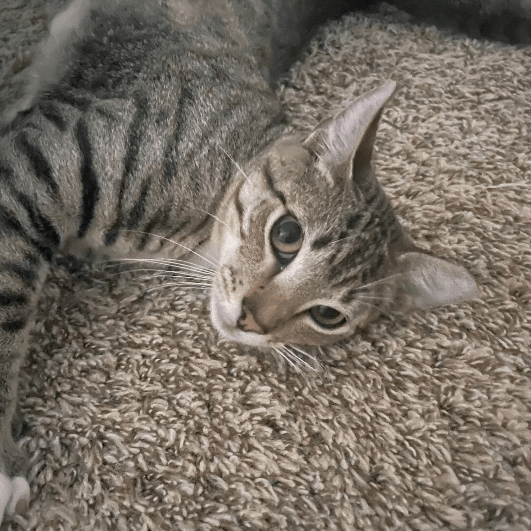 Biggs, Adoptable, Kitten Male Domestic Short Hair & Tabby.