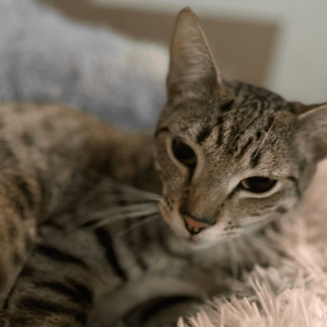 Biggs, a Adoptable mixed breed in Dallas, TX image 2/6