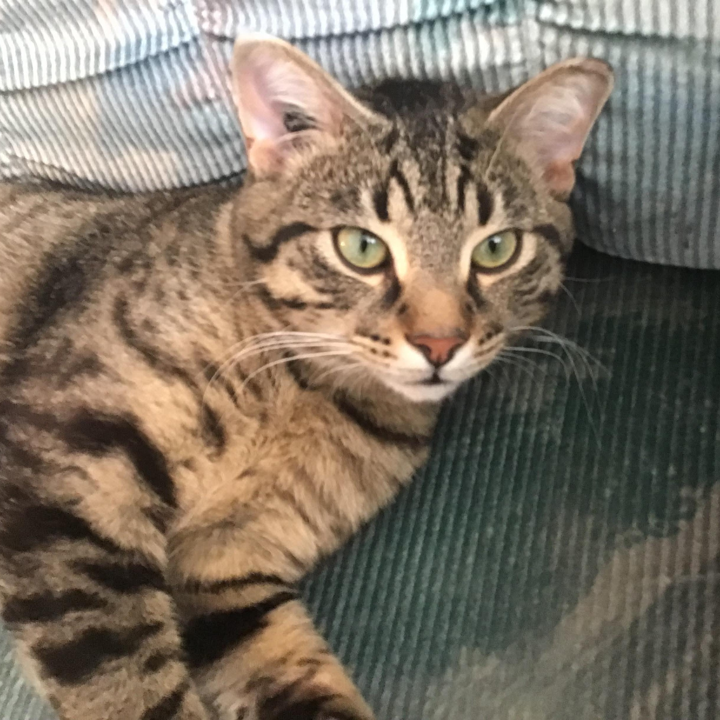 Taka, an adoptable Domestic Short Hair in Winnipeg, MB, R3E 2Z9 | Photo Image 1