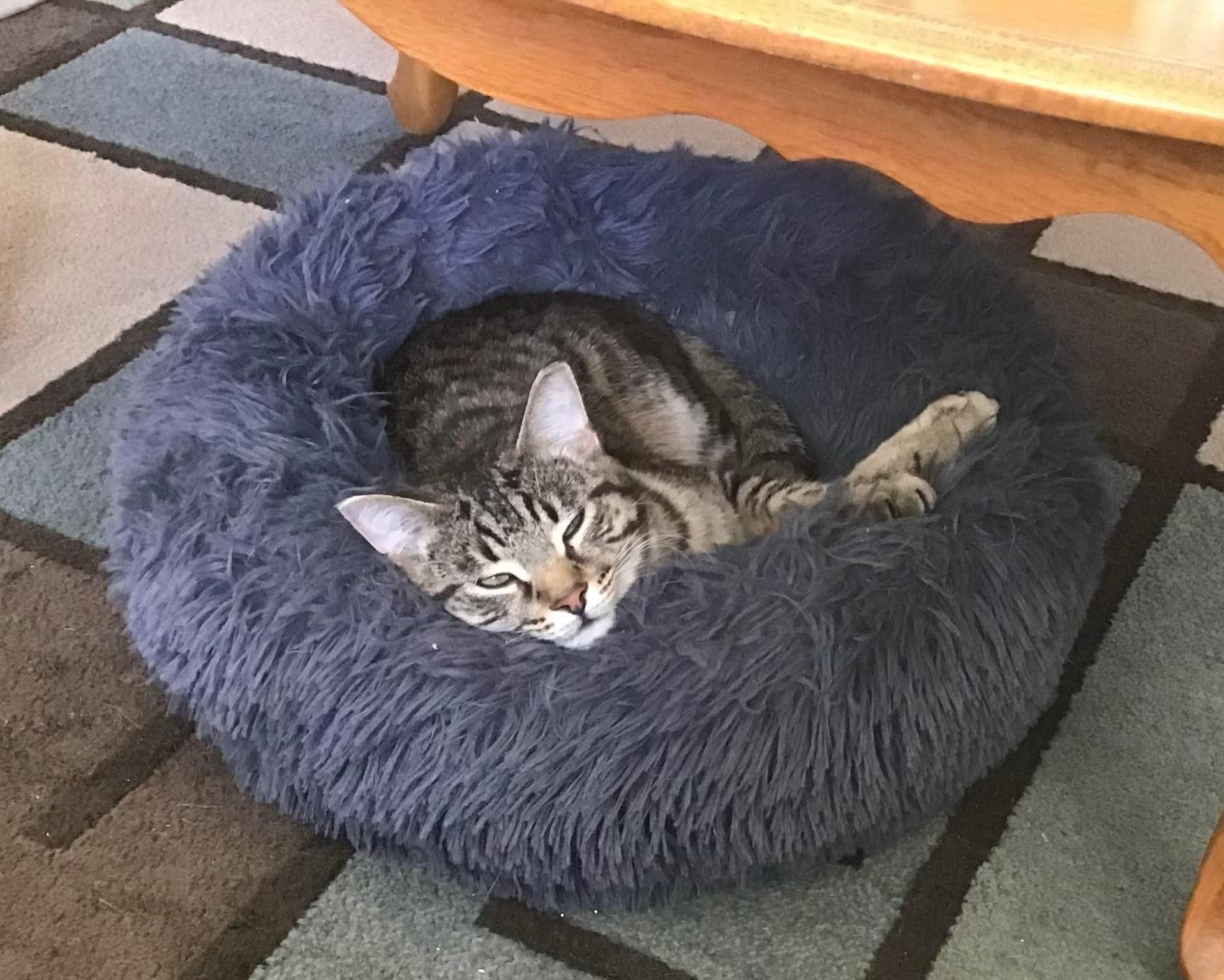 Taka, an adoptable Domestic Short Hair in Winnipeg, MB, R3E 2Z9 | Photo Image 2