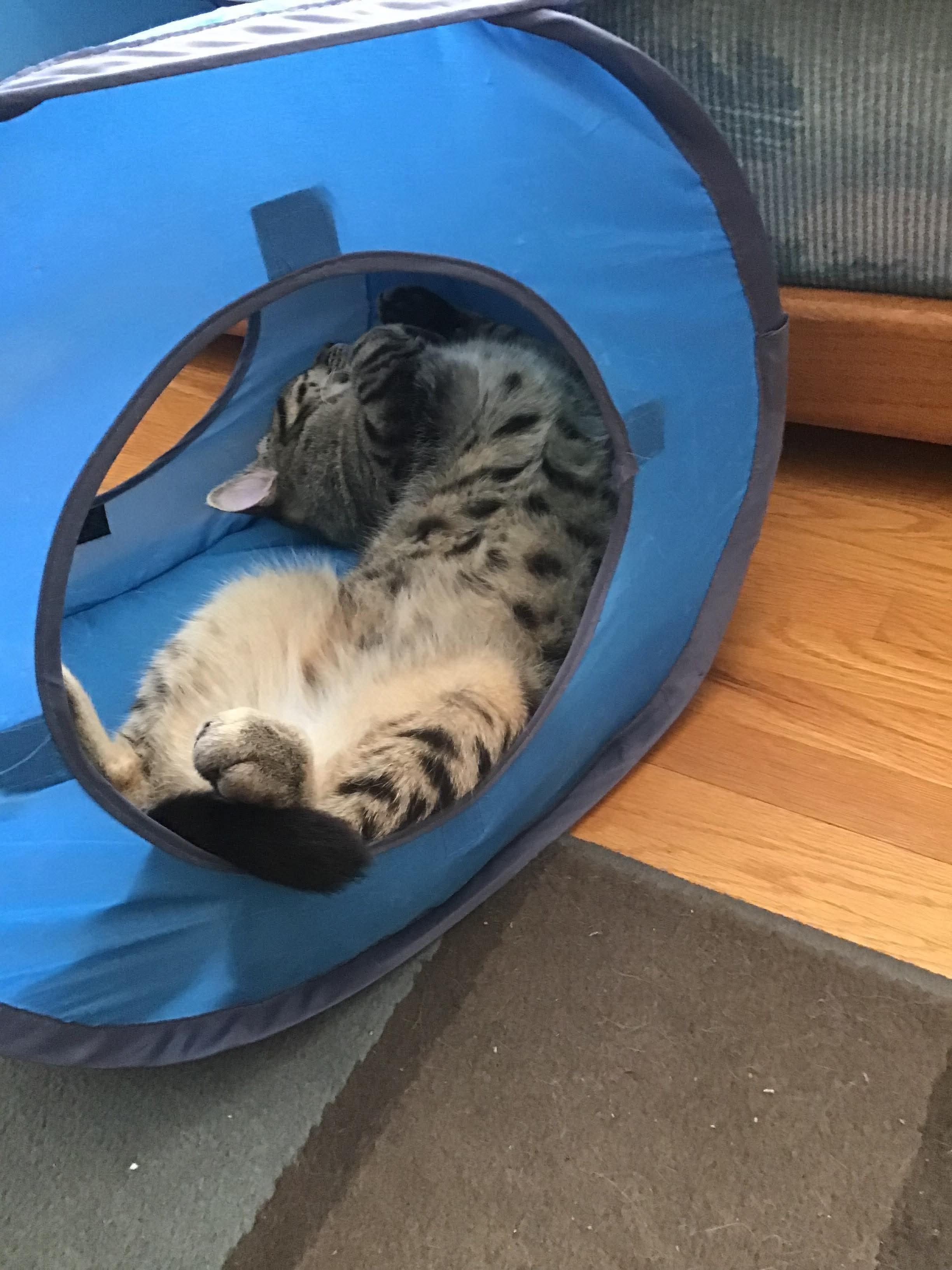 Taka, an adoptable Domestic Short Hair in Winnipeg, MB, R3E 2Z9 | Photo Image 4