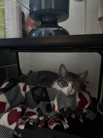 Enlarge Chameleon, a Adoptable mixed breed in Pleasanton, CA image 2/3