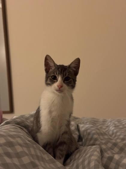 Enlarge Chameleon, a Adoptable mixed breed in Pleasanton, CA image 3/3