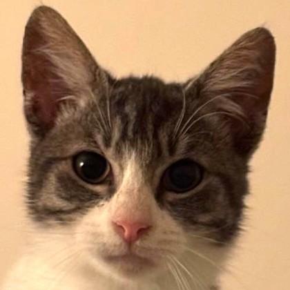 Chameleon, Adoptable, Kitten Male Domestic Short Hair & Domestic Short Hair.