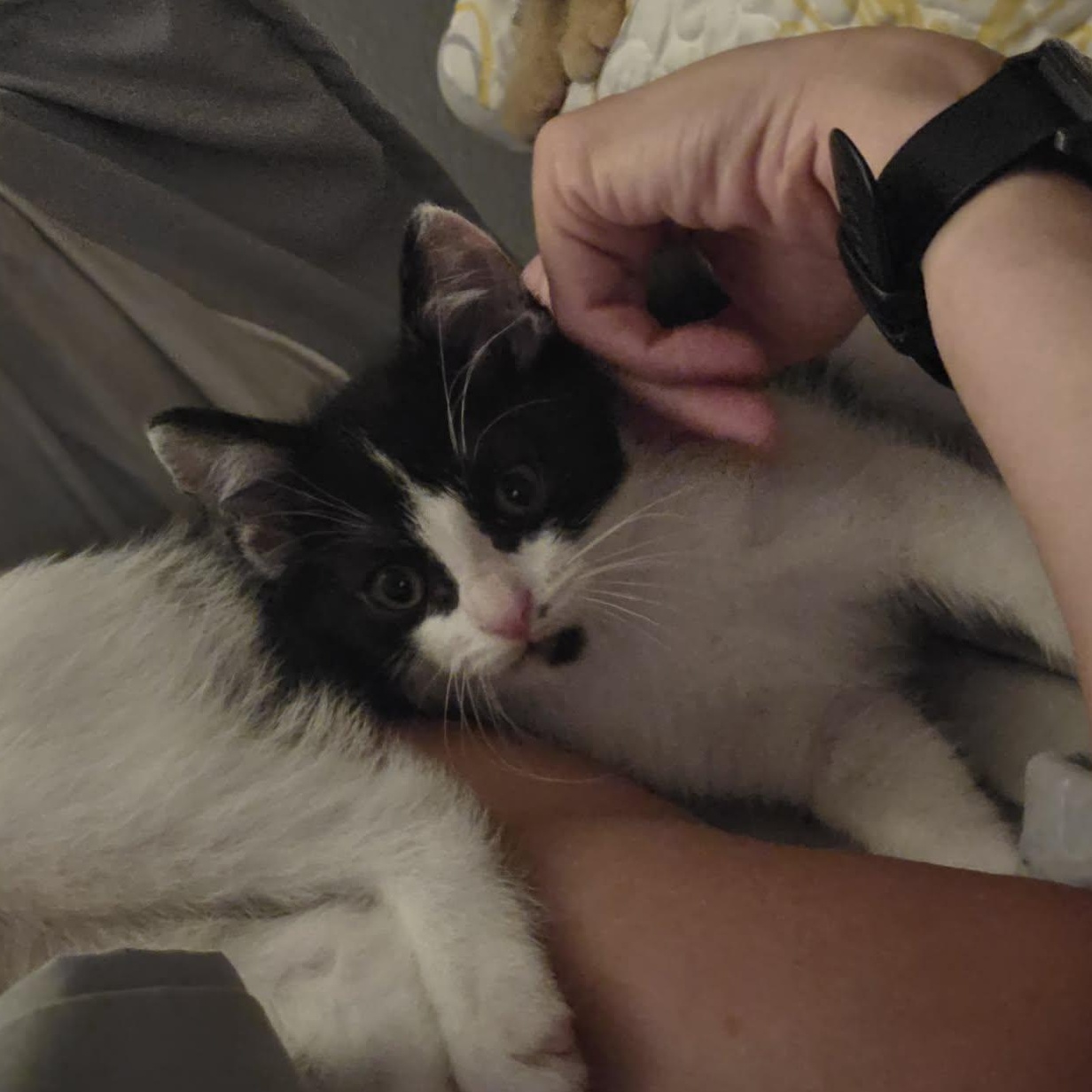 Harvey, adopted, Kitten Male Domestic Short Hair.