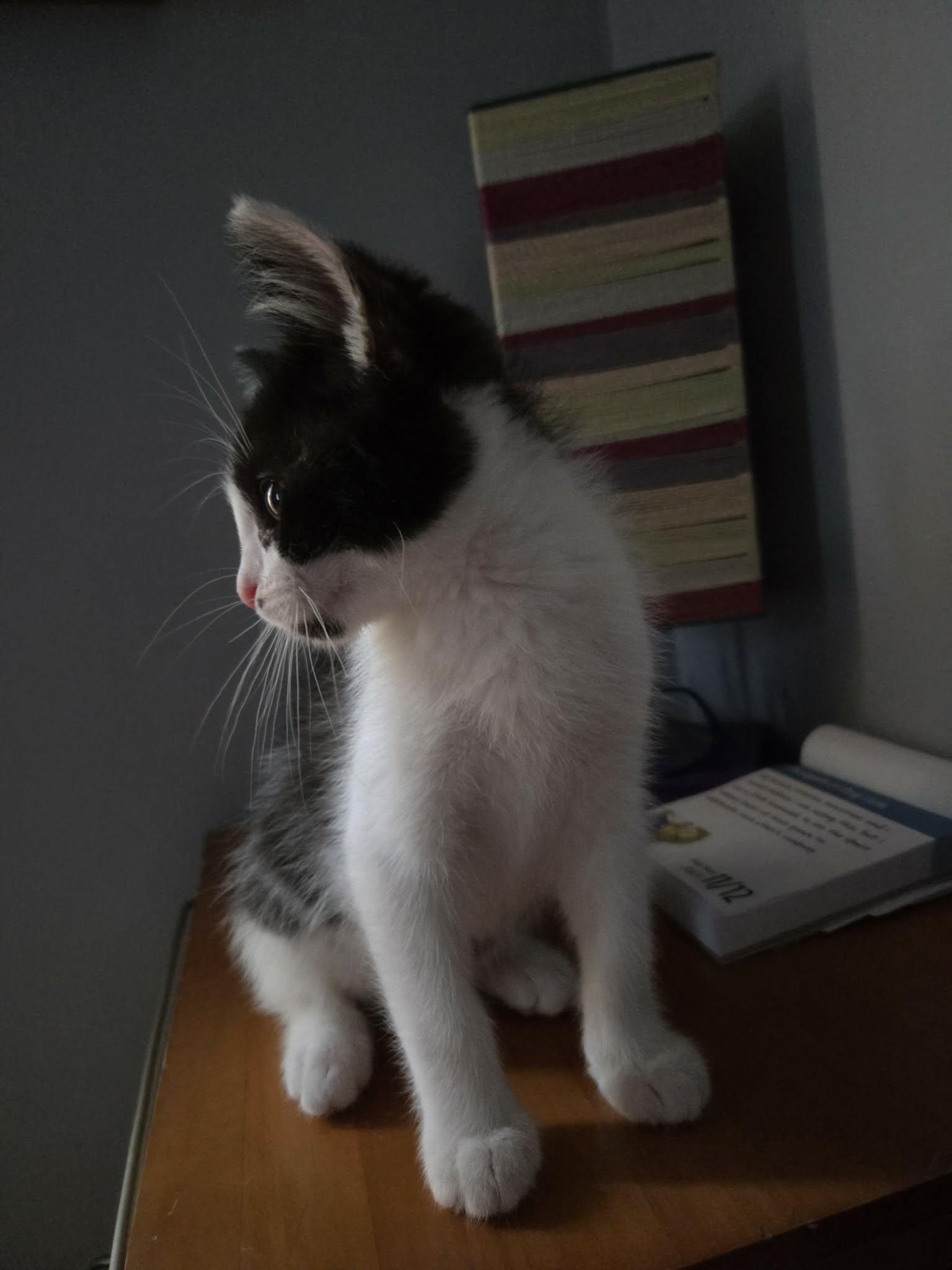 Harvey, an adopted Domestic Short Hair in Milwaukee, WI image 3/4
