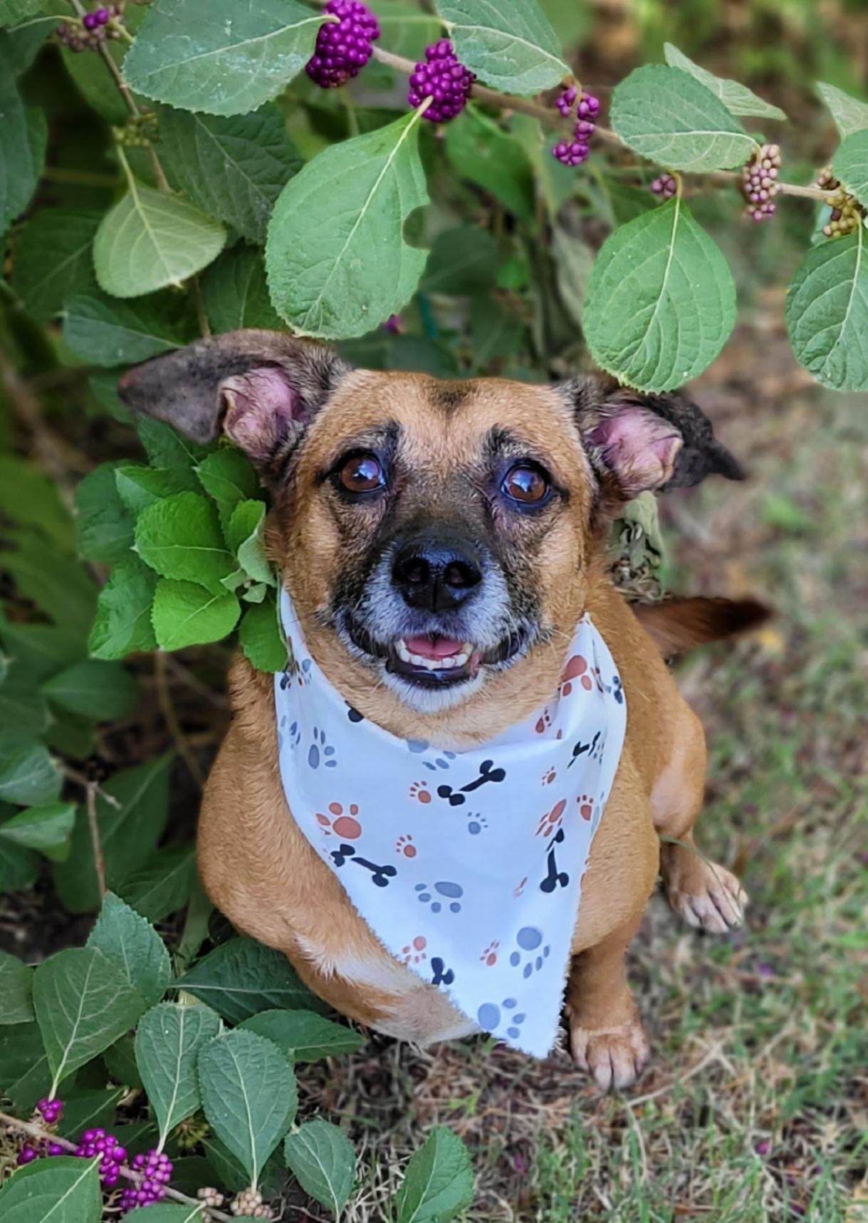 Allie, Adoptable, Adult Female Dachshund & Chihuahua.