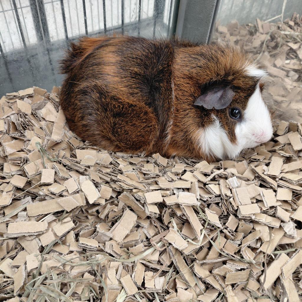 Fred, Adoptable, Adult Male Guinea Pig.