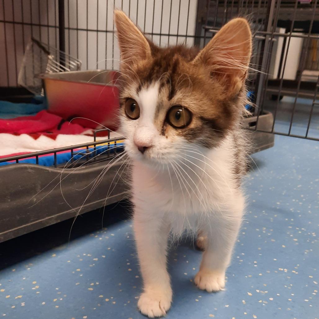 Pistachio, Adoptable, Kitten Female Domestic Medium Hair.