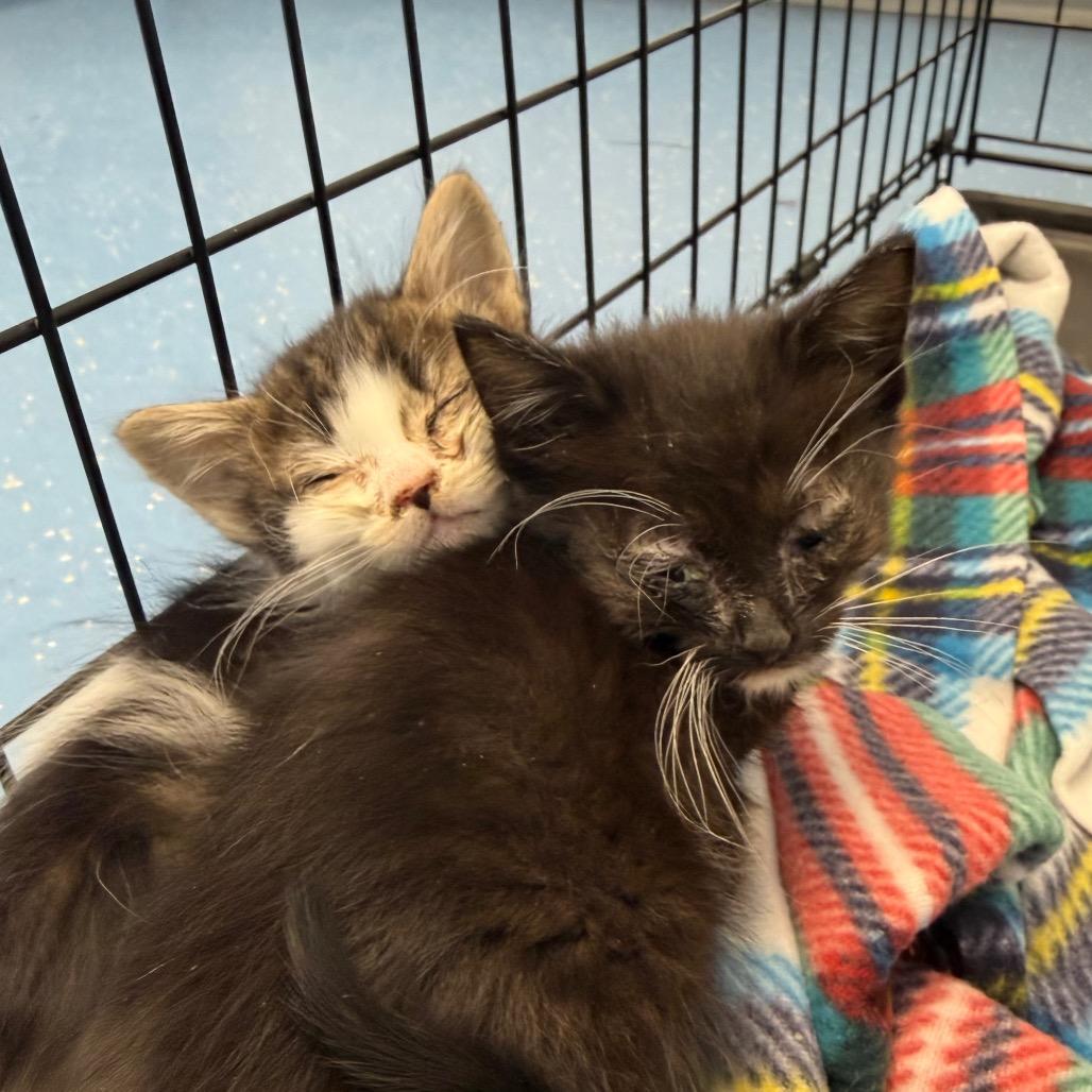 Enlarge Pistachio, a Adoptable Domestic Medium Hair in Watertown, NY image 2/5