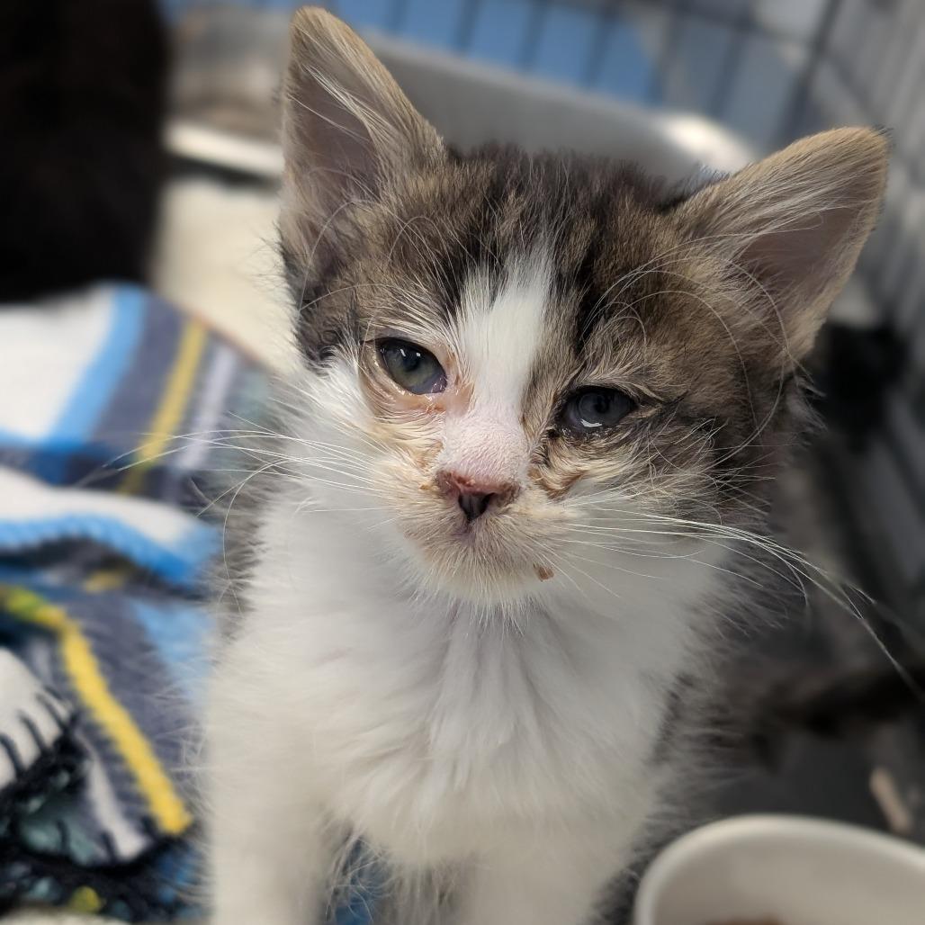 Enlarge Pistachio, a Adoptable Domestic Medium Hair in Watertown, NY image 3/5