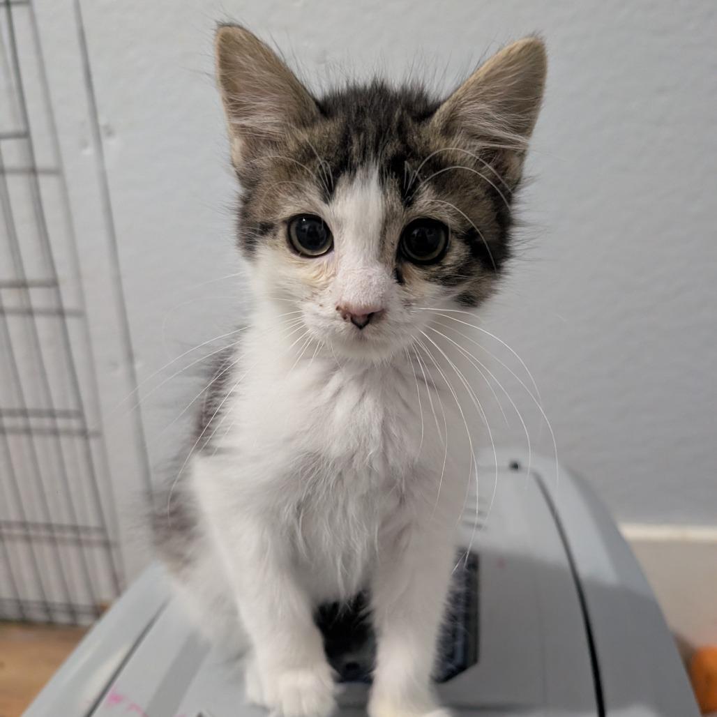 Enlarge Pistachio, a Adoptable Domestic Medium Hair in Watertown, NY image 4/5