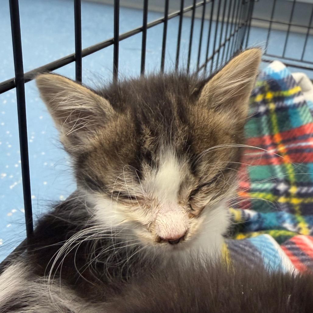 Enlarge Pistachio, a Adoptable Domestic Medium Hair in Watertown, NY image 5/5