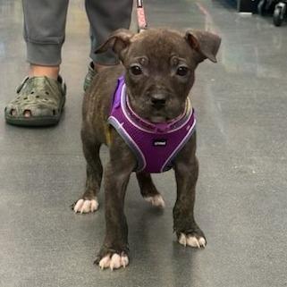Nugget, Adoptable, Puppy Female Mixed Breed.