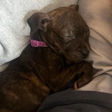 Enlarge Nugget, a Adoptable Mixed Breed in Raleigh, NC image 2/2