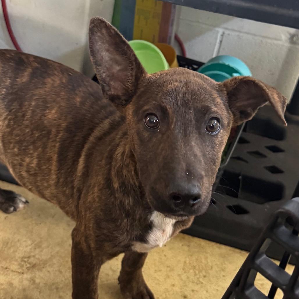 Bob, Adoptable, Puppy Male Mixed Breed.