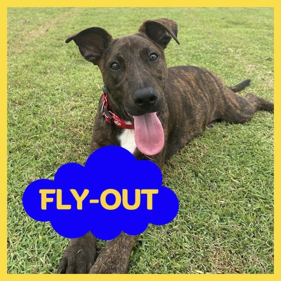 Enlarge Bob, a Adoptable Mixed Breed in Volcano, HI image 2/6