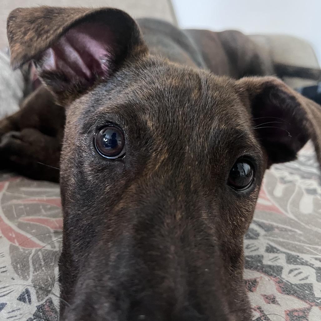 Enlarge Bob, a Adoptable Mixed Breed in Volcano, HI image 3/6