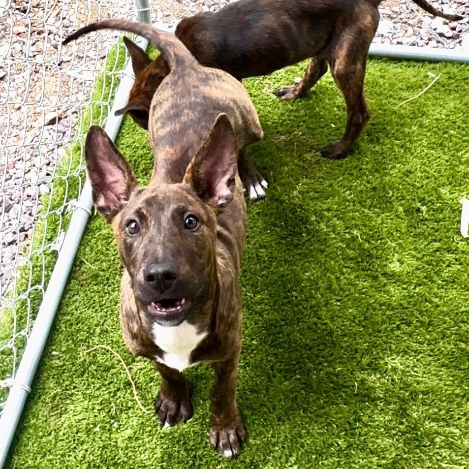 Enlarge Bob, a Adoptable Mixed Breed in Volcano, HI image 2/3