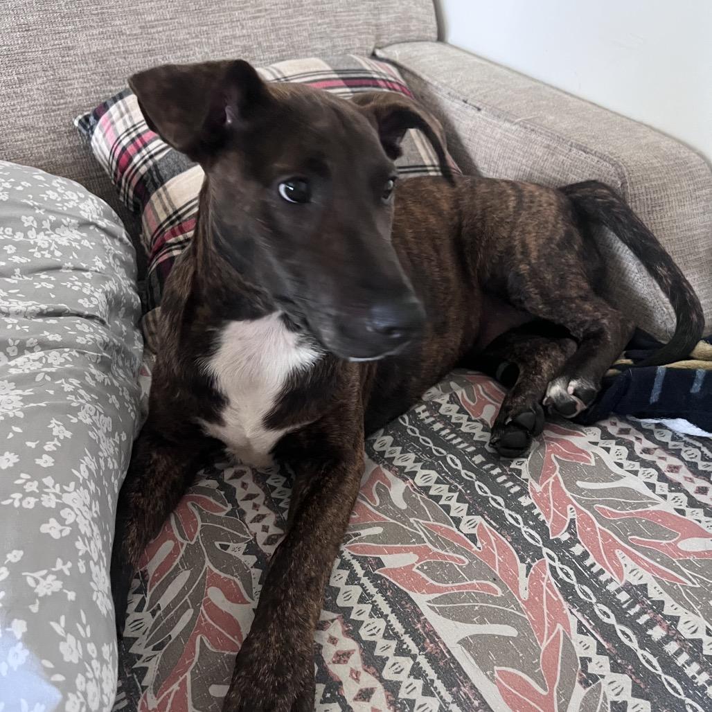 Enlarge Bob, a Adoptable Mixed Breed in Volcano, HI image 5/6