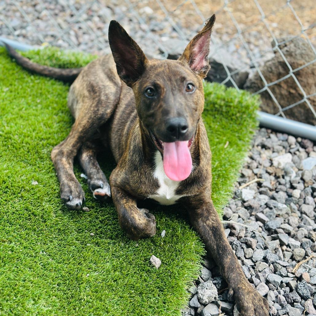 Enlarge Bob, a Adoptable Mixed Breed in Volcano, HI image 3/3