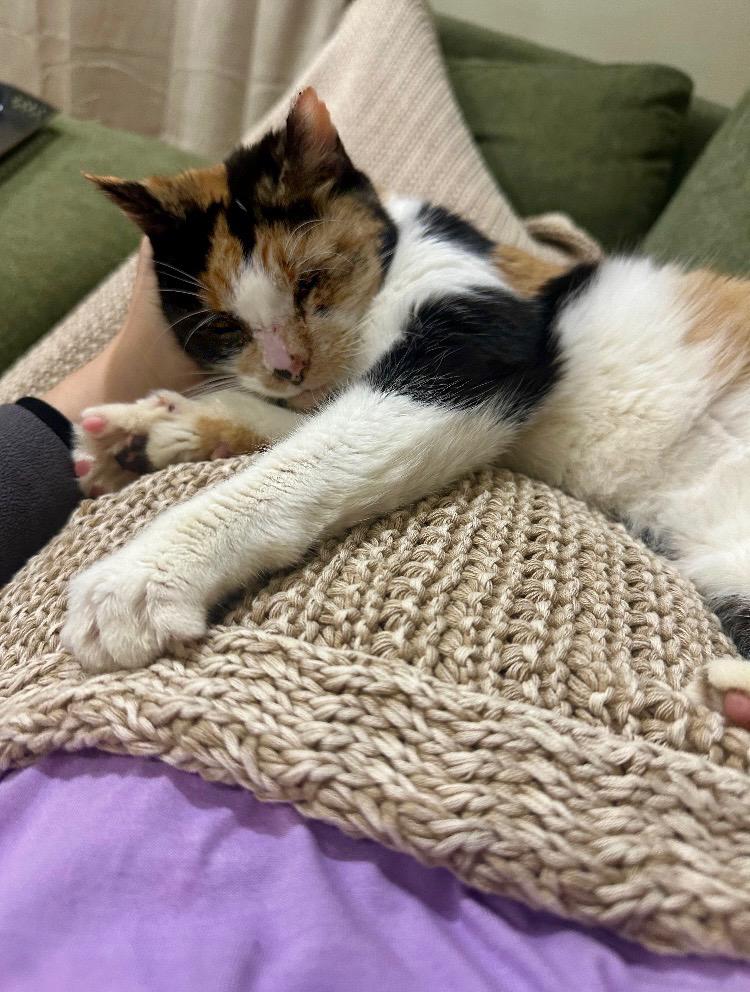 Enlarge Petunia Market, a ADOPTABLE Domestic Short Hair in Philadelphia, PA image 1/3