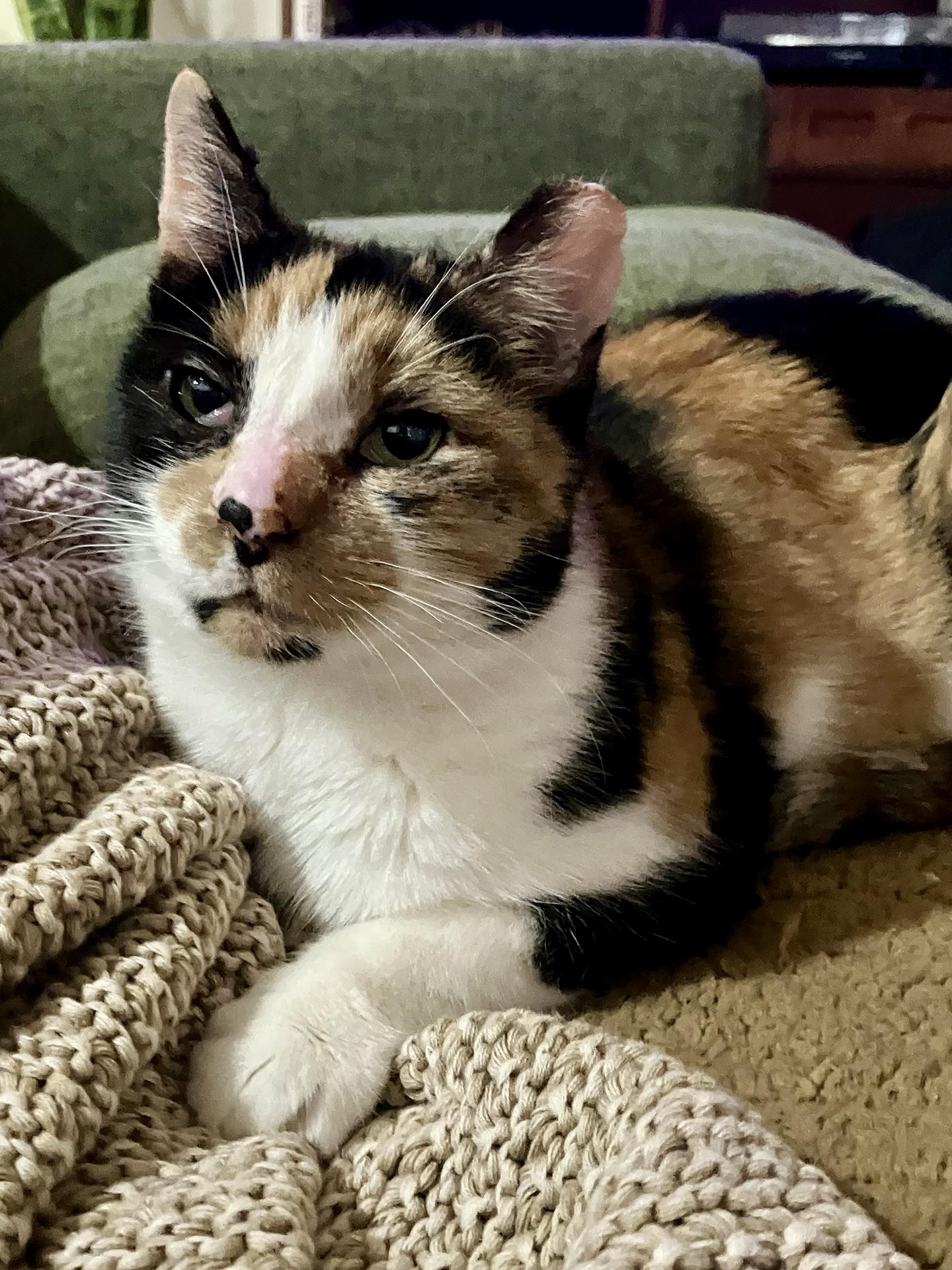 Enlarge Petunia Market, a ADOPTABLE Domestic Short Hair in Philadelphia, PA image 2/3