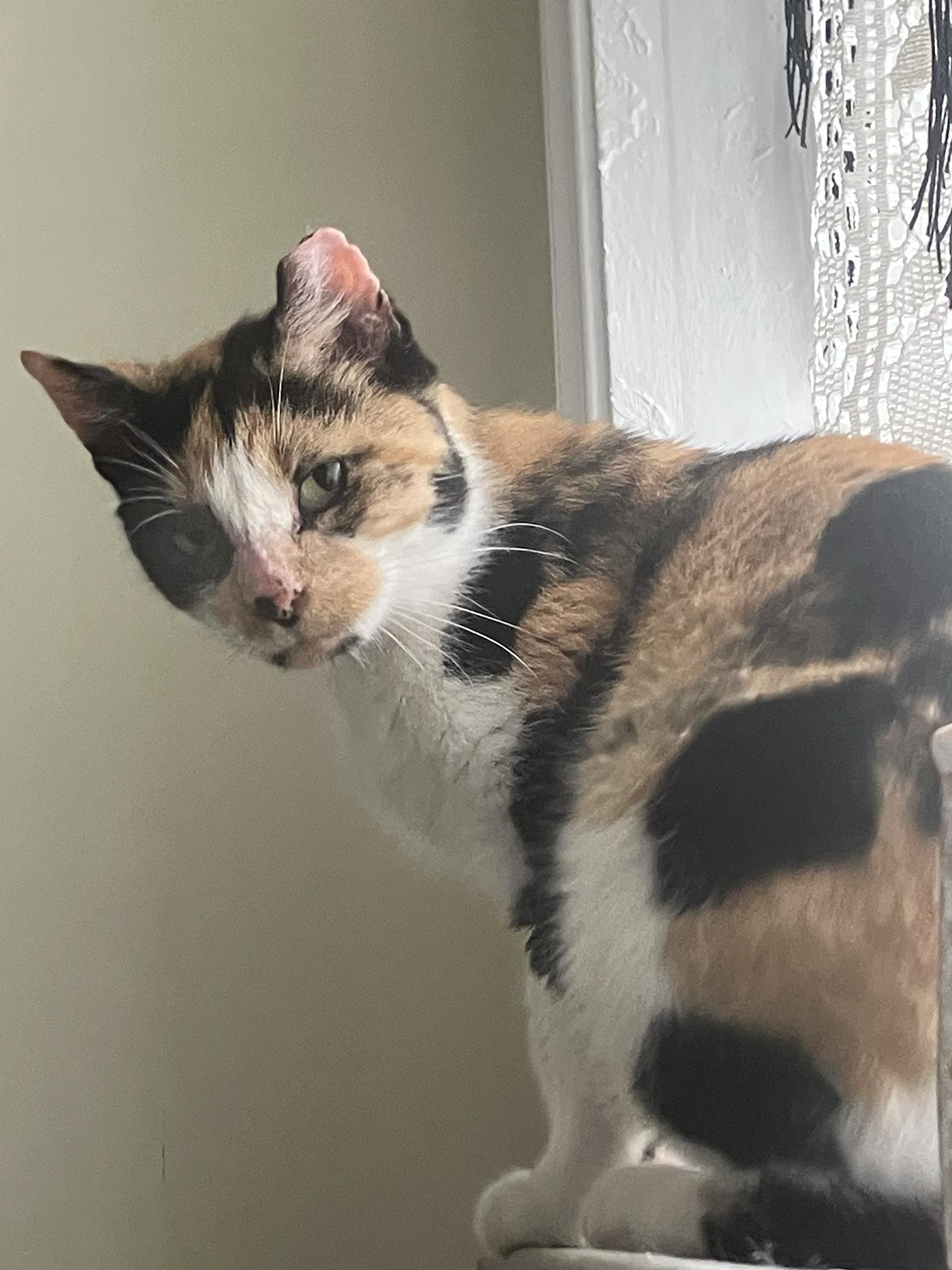 Enlarge Petunia Market, a ADOPTABLE Domestic Short Hair in Philadelphia, PA image 3/3