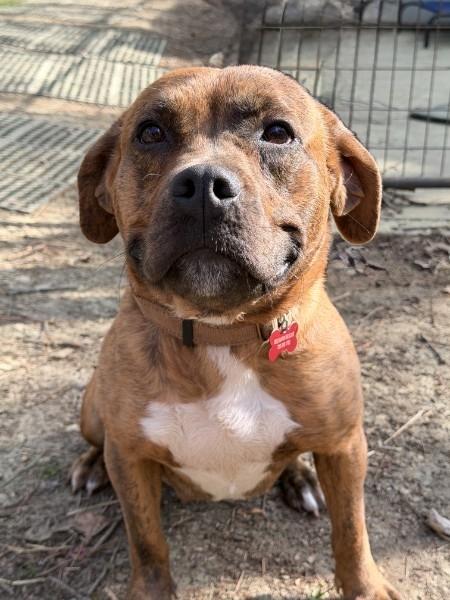 Anastasia - AVAILABLE TO FOSTER OR ADOPT, a ADOPTABLE mixed breed in Clayton, NC image 2/6