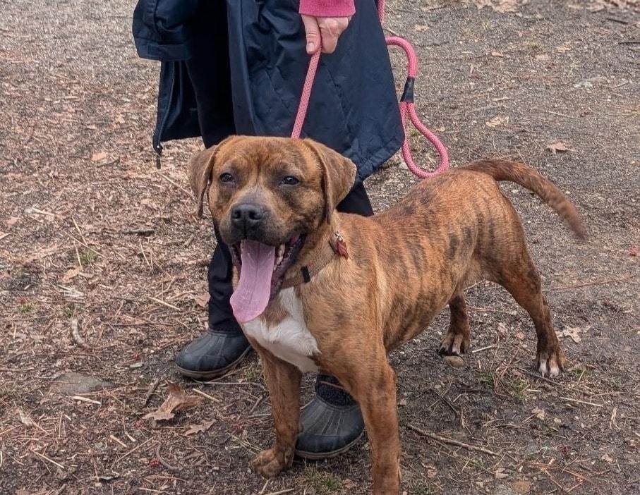 Anastasia - AVAILABLE TO FOSTER OR ADOPT, ADOPTABLE, Adult Female Boxer.