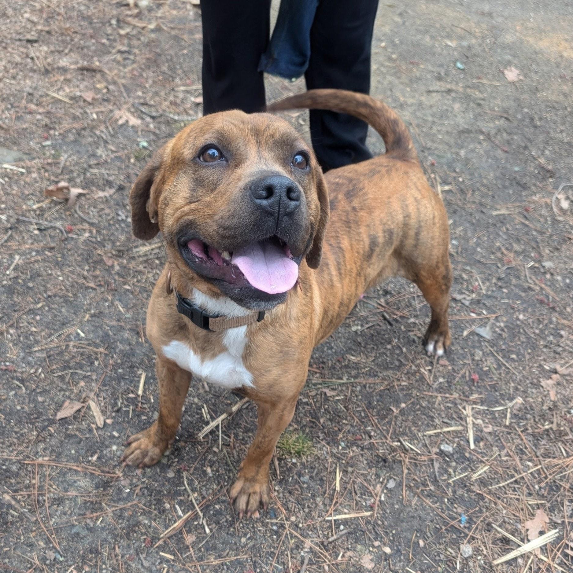 Anastasia - AVAILABLE TO FOSTER OR ADOPT, a ADOPTABLE mixed breed in Clayton, NC image 2/3