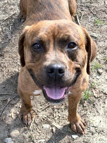 Anastasia - AVAILABLE TO FOSTER OR ADOPT, a ADOPTABLE mixed breed in Clayton, NC image 1/6