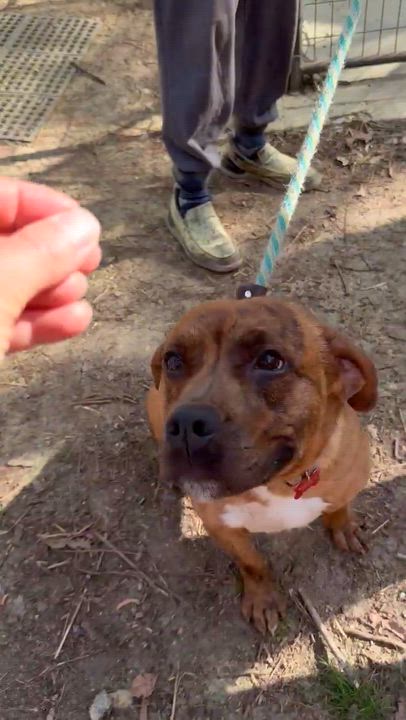 Enlarge Anastasia - AVAILABLE TO FOSTER OR ADOPT, a ADOPTABLE mixed breed in Clayton, NC video 4/6
